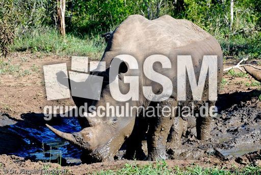 Breitmaulnashorn (14 von 28).jpg